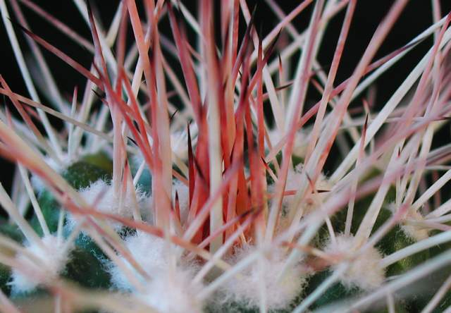 Mammillaria tolimensis (2).jpg